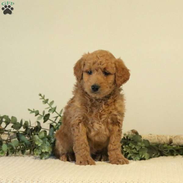 Bruno, Mini Goldendoodle Puppy